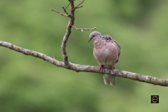 Spotted Dove