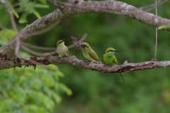 Green Bee-Eaters - feeding session!