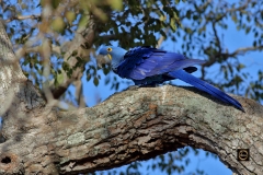 Hyacinth Macaw