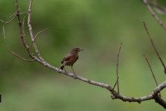 Pied Bush Chat (Juvenile)