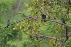 Oriental Dollarbird