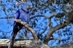 Hyacinth Macaw