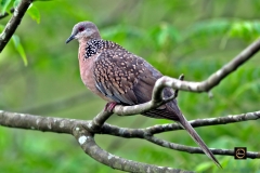Spotted Dove