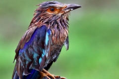 Drenched Indian Roller!