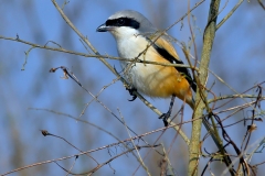 Long Tailed Shrike