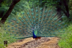Peacock in its full glory