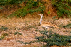 MacQueen's Bustard