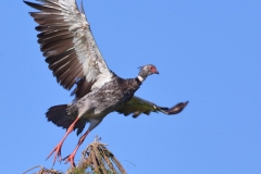 Take off – Southern Screamer