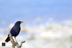 Blue Whistling Thrush