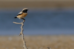 Desert Wheatear
