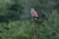 European Roller