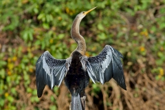 Anhinga