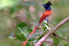 Indian Paradise Flycatcher
