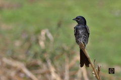 Black Drongo