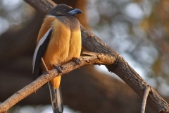 Rufous Treepie