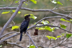 Cormorant