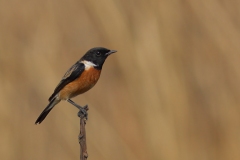 Siberian Stonechat