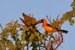 Orange-Backed Troupial