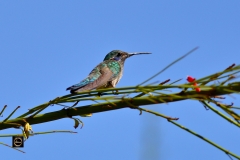 Humming Bird (Violetear)