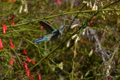 Humming Bird