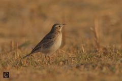 Long Billed Pipit during golden hour
