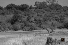 Zebra-Scape
