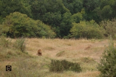Lion-Scape