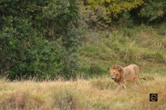 Lion-Scape