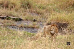 Lion-Scape