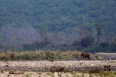 Elephant-Scape