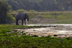 Drinking to heart's content