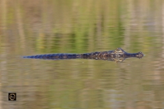 Dagger or Caiman?