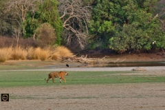 Attention, the Queen is arriving