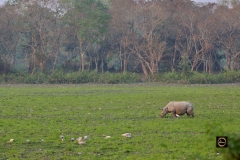Rhino-Scape