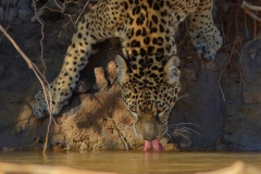 Big Cats around Water