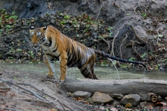 Water dripping from all over