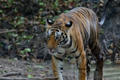 Oh, little less water dripping now!