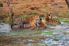 Tigress and her three cubs making merry in water!