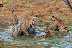 Tigress and her three cubs making merry in water!