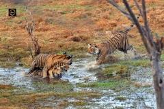 Tigress and her three cubs making merry in water!