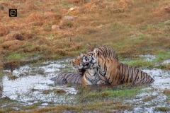 Tigress and her three cubs making merry in water!