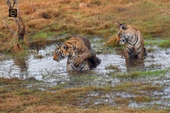 Tigress and her three cubs making merry in water!