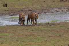 Nothing like a good bath on a hot day!