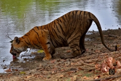 Nothing like drinking water on a hot afternoon
