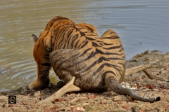 So thirsty! the sharp twig doesn't seem to hurt me!
