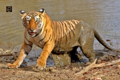 A dip in water on a hot afternoon!