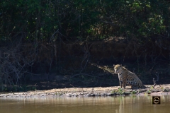 A Jaguar inspecting its surroundings