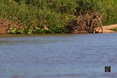 Got the caiman, will enjoy my meal now!