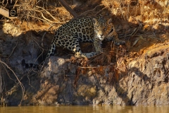 A Jaguar on river bank