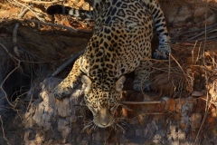 Should I go down and drink?